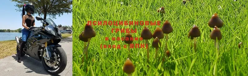 Псилоцибиновые грибы Psilocybe  OMG ссылка  Невинномысск 